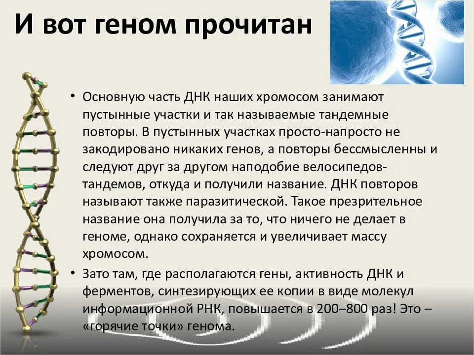 Геном белого человека. Геном человека. Проект геном человека. Понятие о геноме. Понятие о геноме человека.